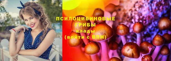 стаф Алзамай